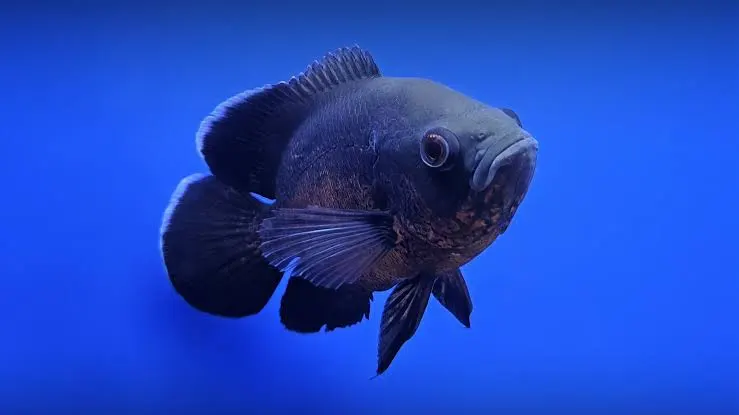 Oscar (Astronotus ocellatus) - En Büyük Balık Türü